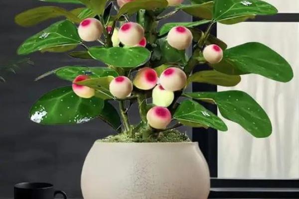 菩提树与家的风水