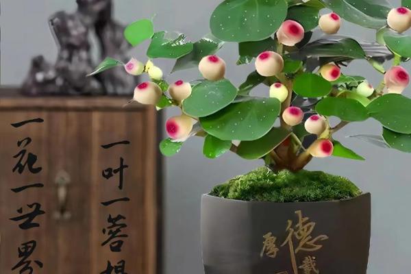 菩提树与家的风水