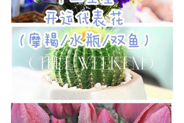 十二星座适合什么花最有灵性和灵感