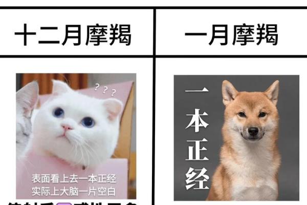 最适合摩羯座的是哪个星座男