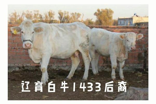 八字命盘-白牛运势解析，详细分析白牛性格特点及未来运势