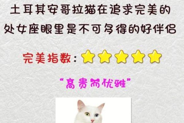 十二星座养什么猫适合