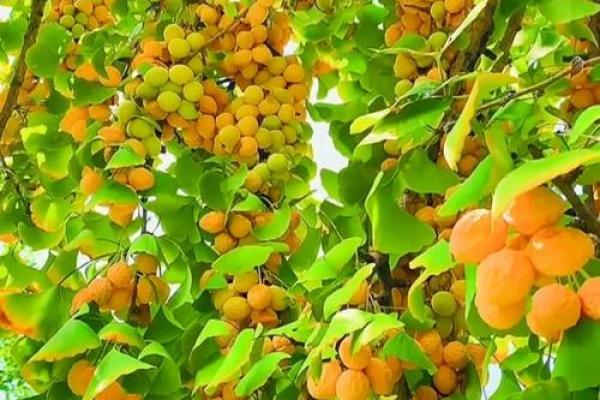 银杏树种在什么方位比较好