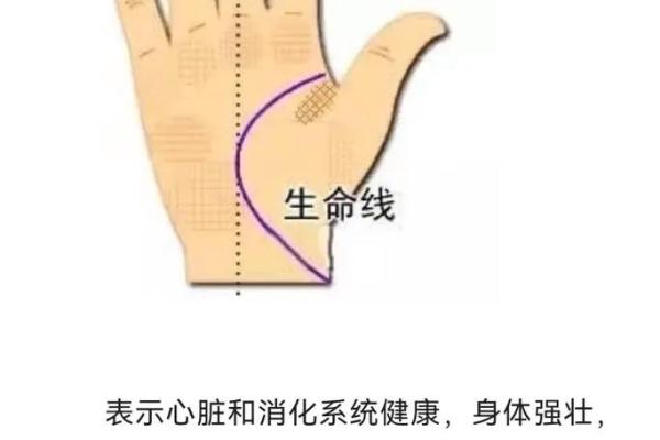 看手相算命生命线 手相图解生命线怎么看