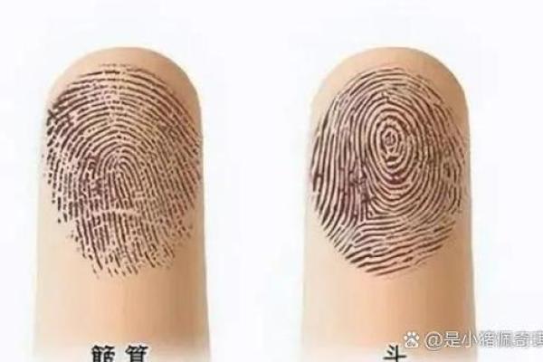 4个斗的男人是什么命 手指斗的数量代表什么命