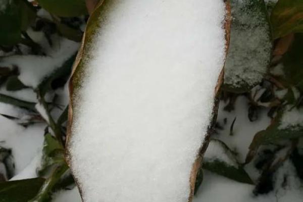 杂谈｜雪舞时节谈寂美，东方八字美学说尽美的奥妙