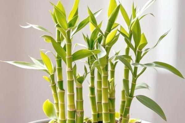 有哪些植物可以改变风水呢？