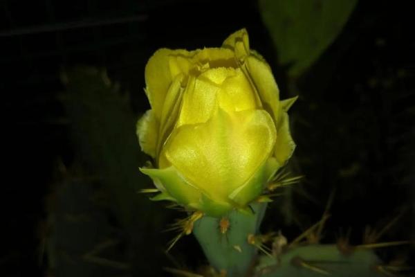 阴牌招桃花  算命中的阴桃花