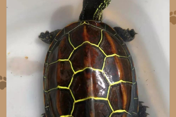 哪个生肖不宜养龟风水