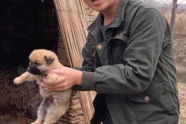 家中能养鸡鸭吗吉凶测试
