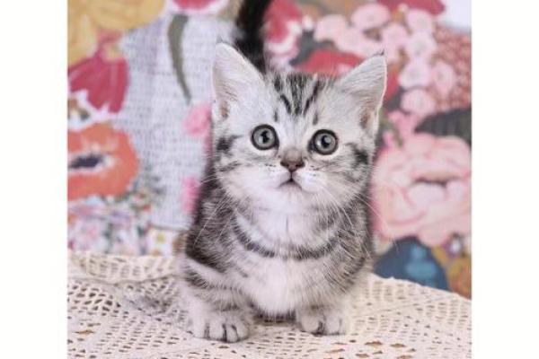 美短八字 美短八字