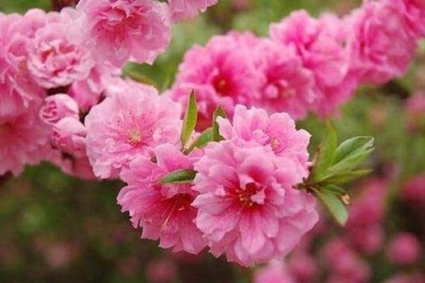 八字中什么桃花魅力最大呢 八字中什么桃花魅力最大呢