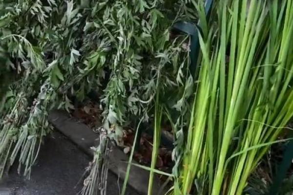 为什么艾草不能送人有什么风水说法 为什么艾草不能送人有什么风水说法