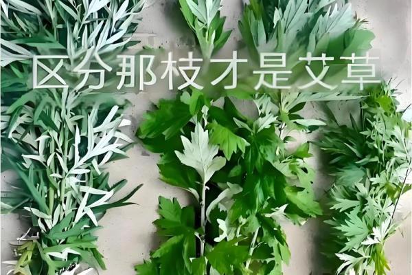 为什么艾草不能送人有什么风水说法 为什么艾草不能送人有什么风水说法