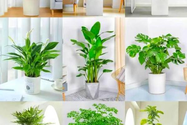 沈阳房子风水植物有哪些 沈阳房子风水植物有哪些